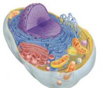 Что такое цитоплазма в биологии: определение, состав, функции
