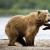 К чему снится медведь женщине: замужней, незамужней, беременной – толкование по разным сонникам Сонник спасать медвежат