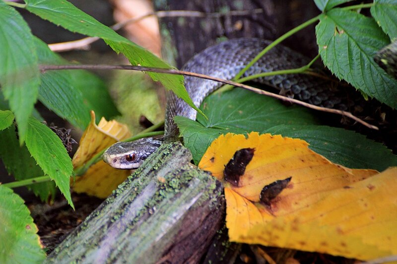一般的な毒蛇-生息地の説明、特徴