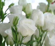 Prečo snívate o živých bielych ružiach?
