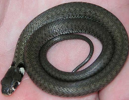 ヘビと毒蛇を区別する方法
