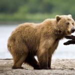К чему снится медведь женщине: замужней, незамужней, беременной – толкование по разным сонникам Сонник спасать медвежат