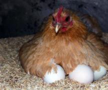 鶏は孵化するまで何日間卵の上に座りますか?