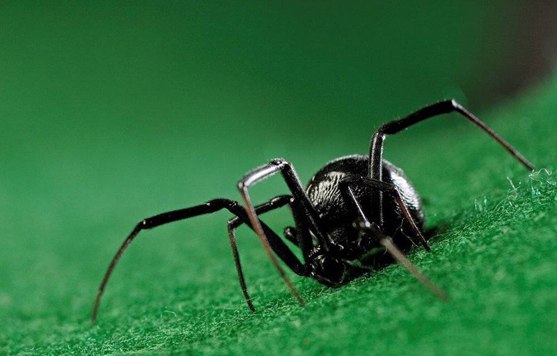 世界で最も危険なクモ（写真）背中に2本のストライプのあるクモ